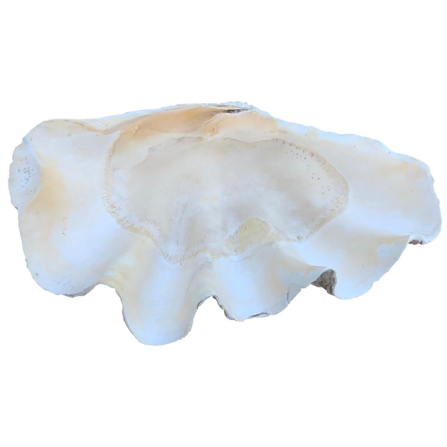 Organic Modern Mid Size South Pacific Tridacna Gigas Clam Shell with High Elbows
