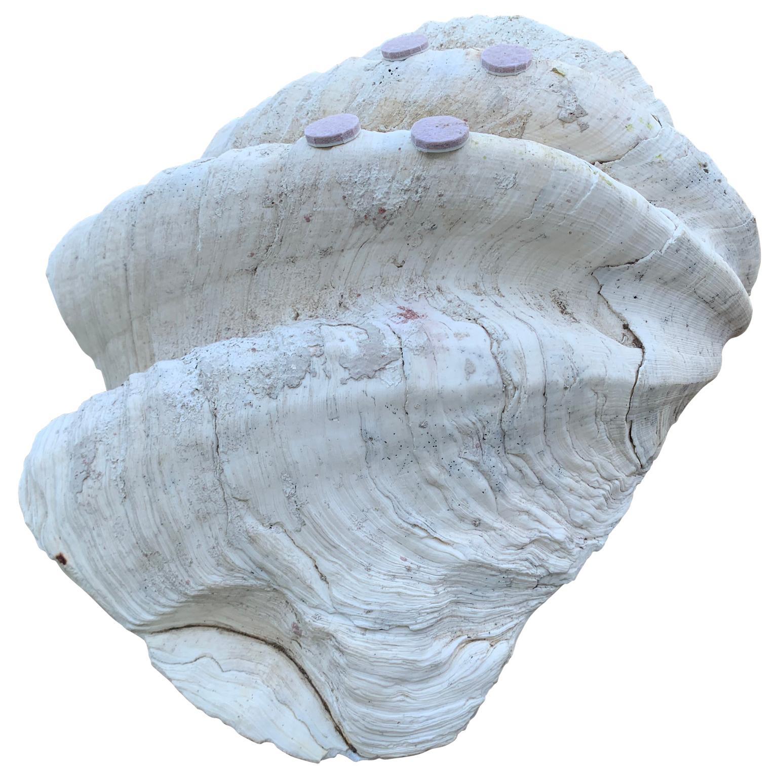 18th Century and Earlier Mid Size South Pacific Tridacna Gigas Clam Shell with High Elbows