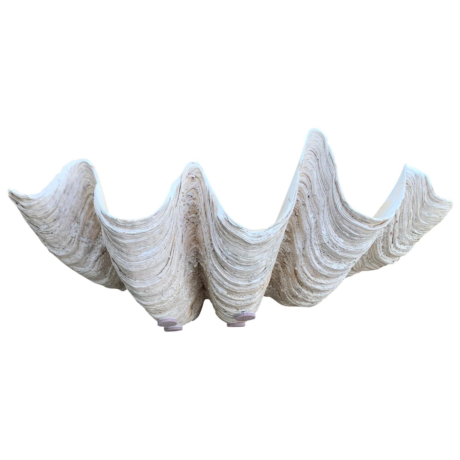 Mid Size South Pacific Tridacna Gigas Clam Shell with High Elbows