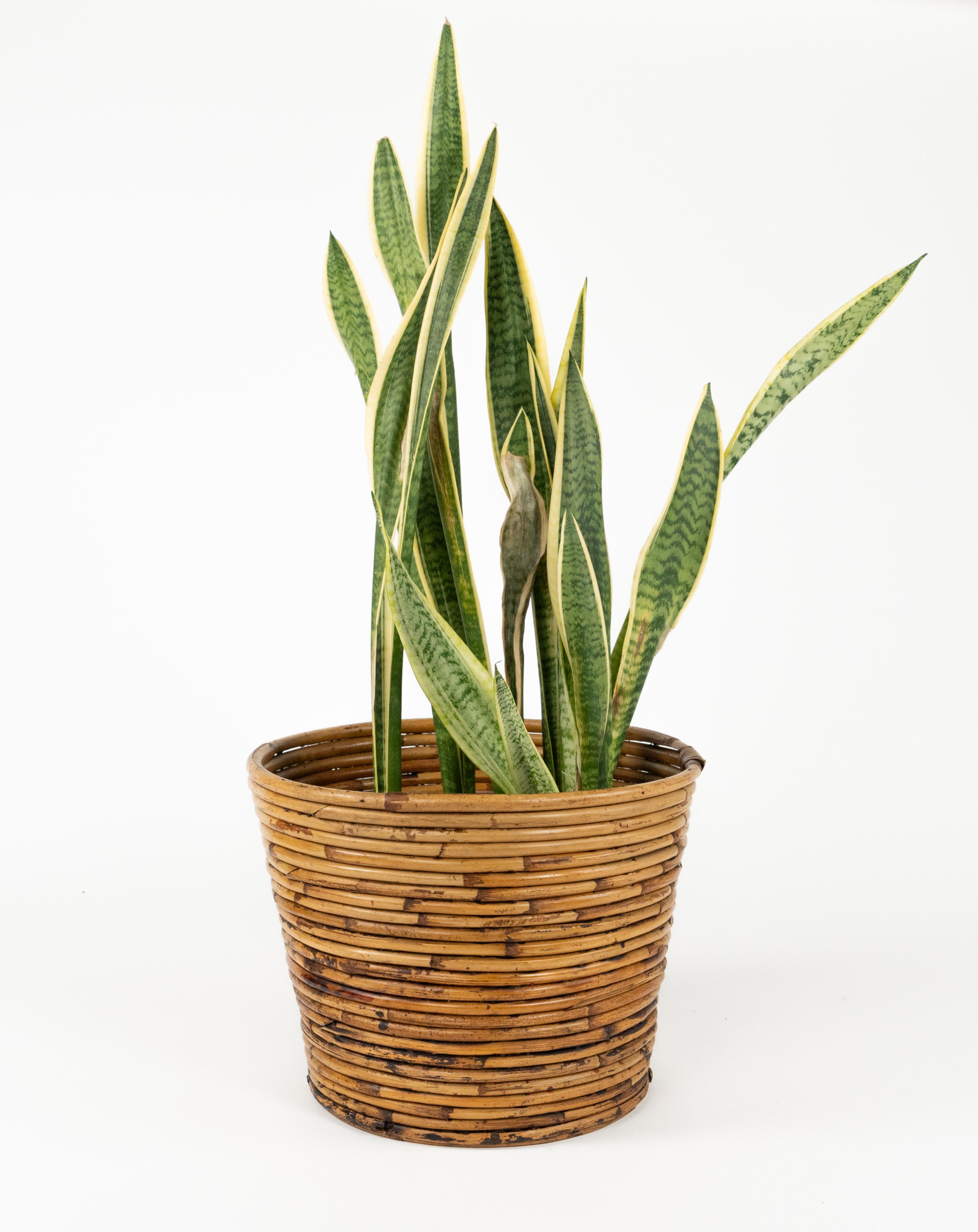 Porte-plantes ou panier en bambou et rotin du milieu du siècle dernier par Vivai Del Sud, Italie, années 1970 en vente 2