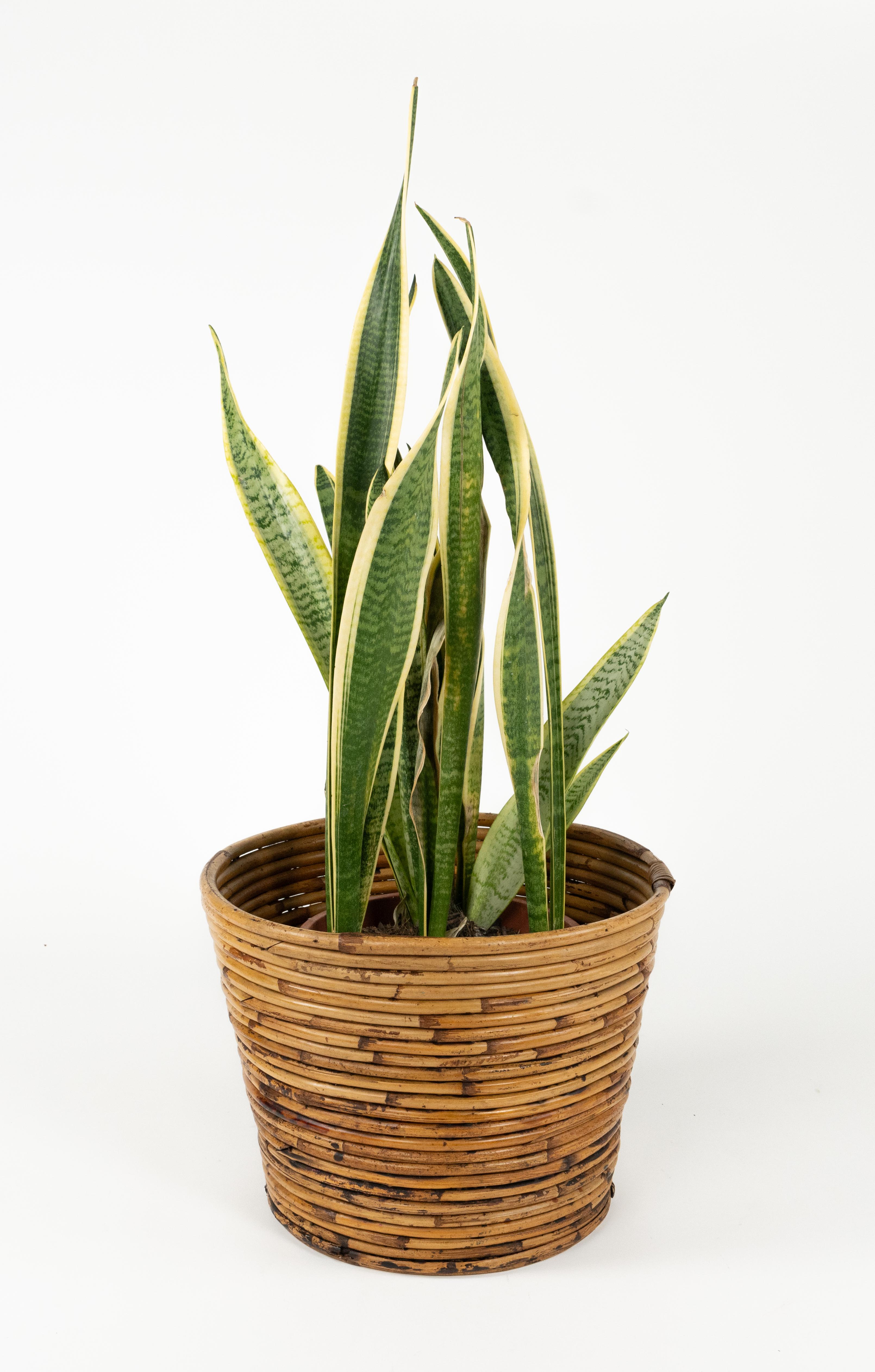 Mid-Century Modern Porte-plantes ou panier en bambou et rotin du milieu du siècle dernier par Vivai Del Sud, Italie, années 1970 en vente