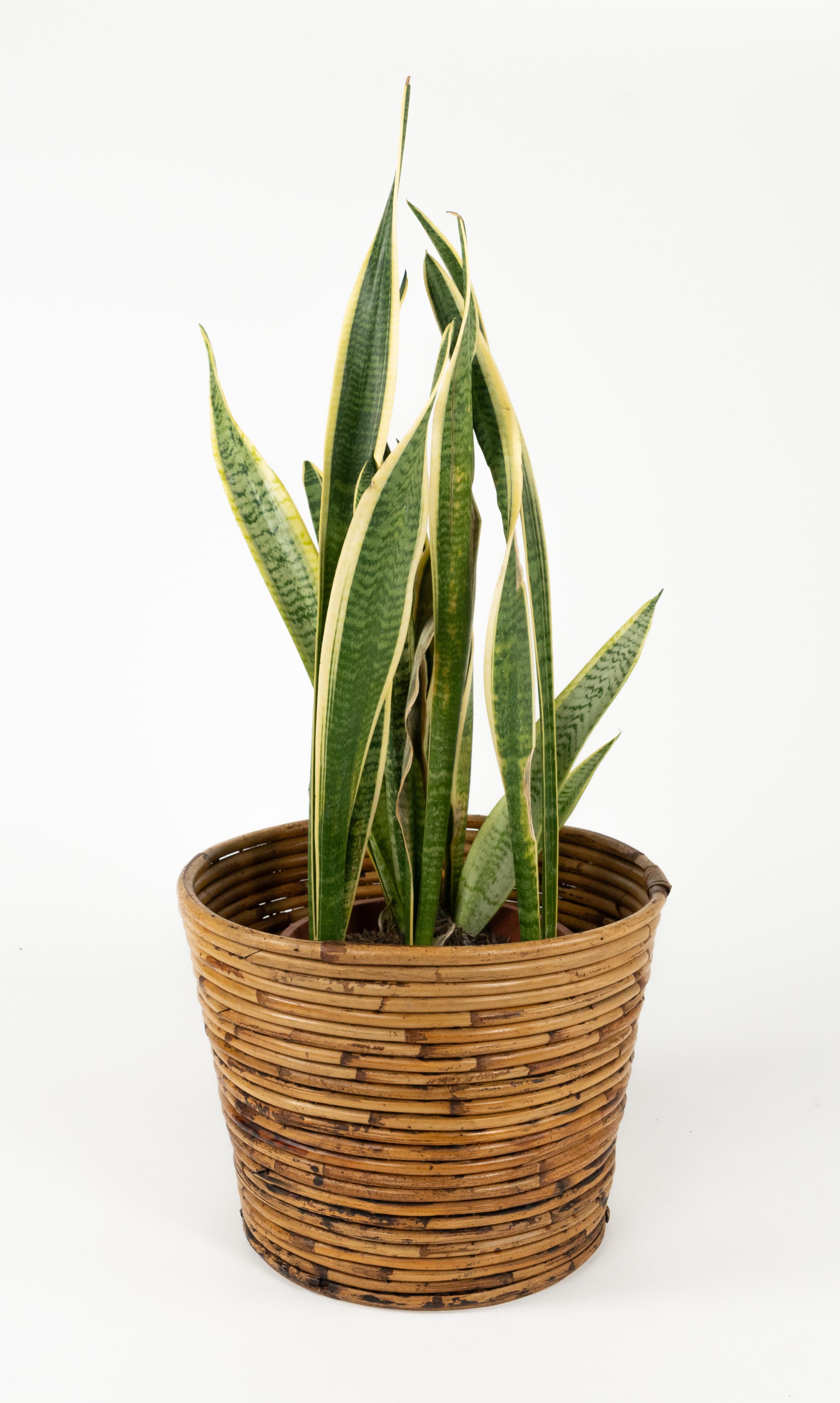 Fin du 20e siècle Porte-plantes ou panier en bambou et rotin du milieu du siècle dernier par Vivai Del Sud, Italie, années 1970 en vente