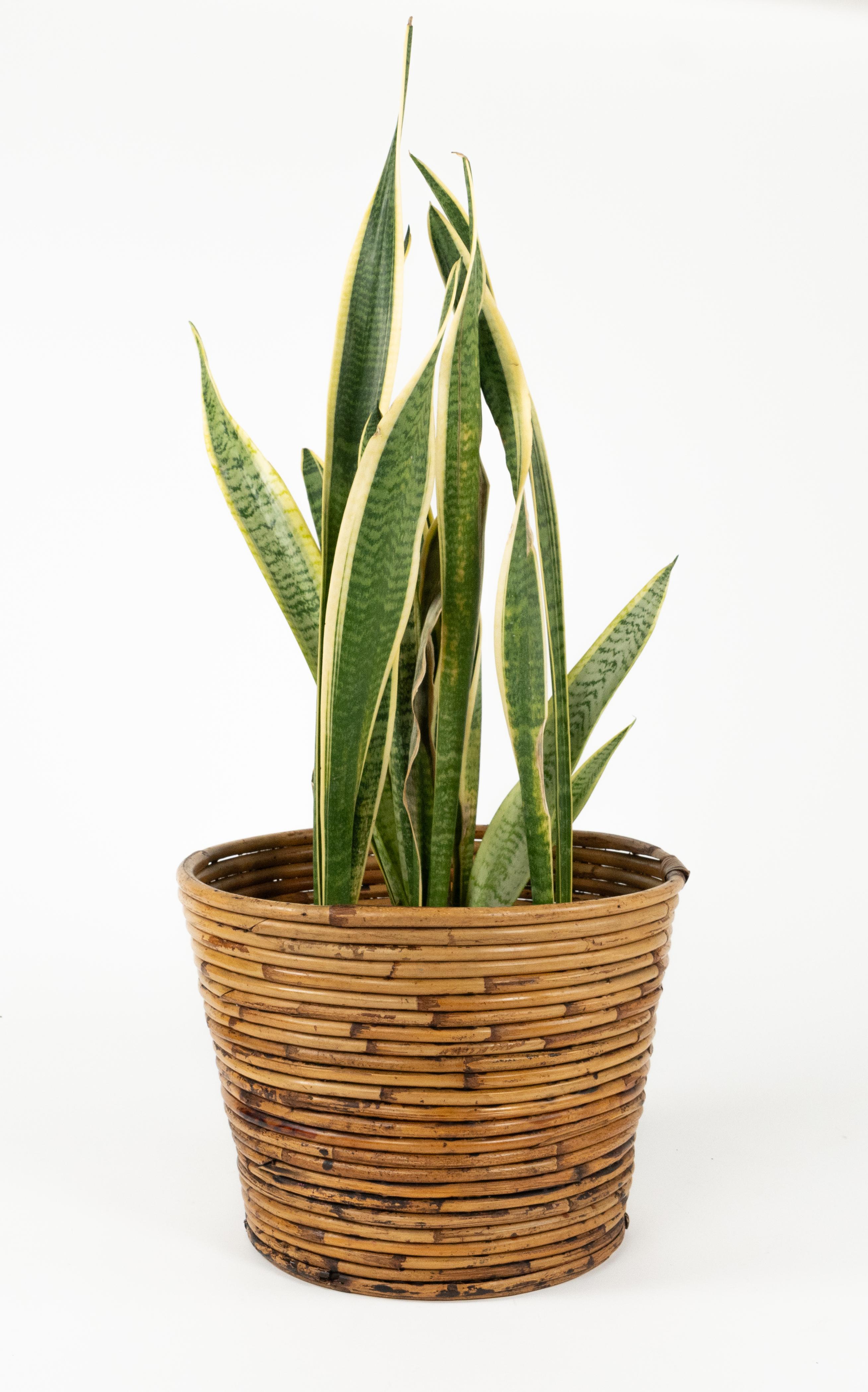 Bambou Porte-plantes ou panier en bambou et rotin du milieu du siècle dernier par Vivai Del Sud, Italie, années 1970 en vente