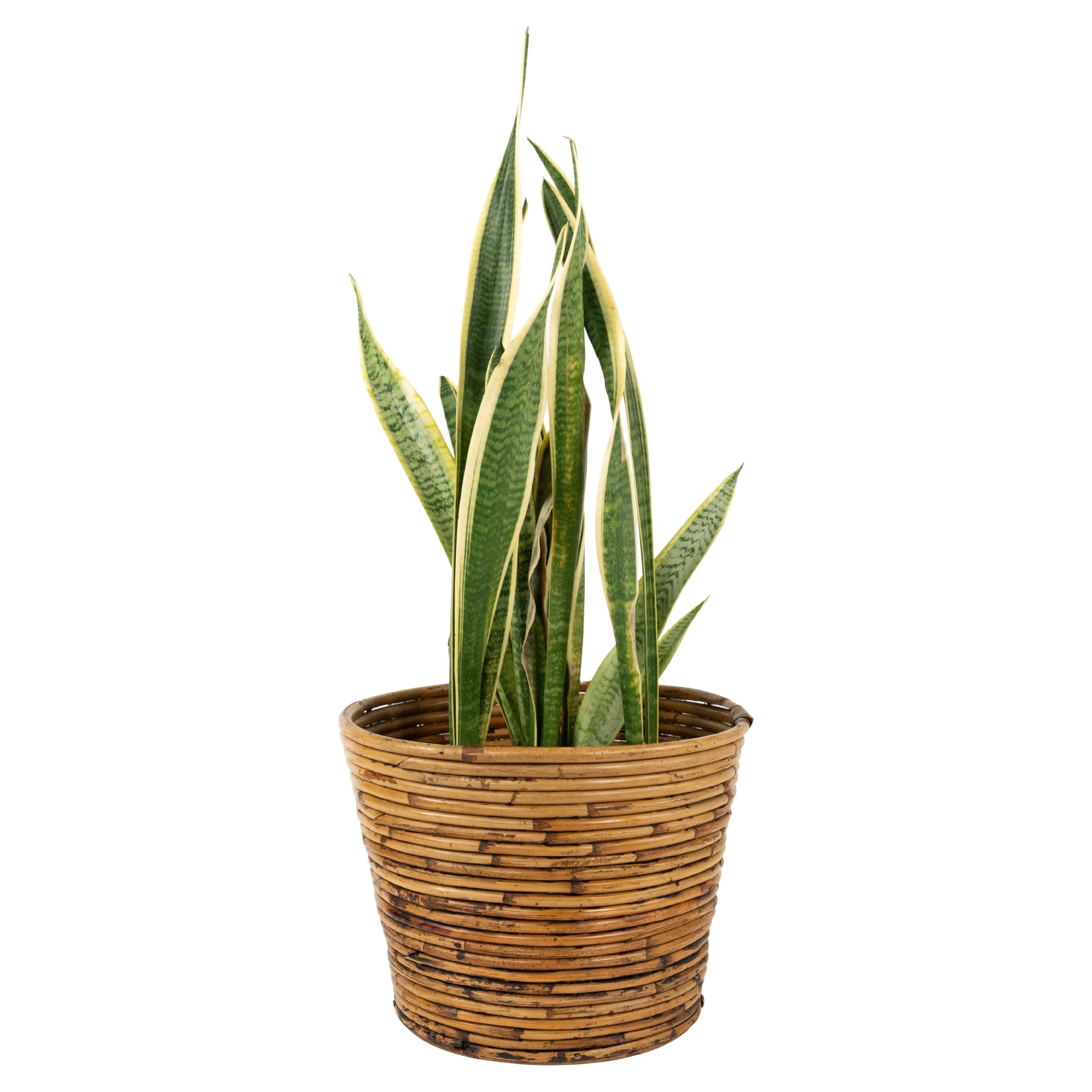 Porte-plantes ou panier en bambou et rotin du milieu du siècle dernier par Vivai Del Sud, Italie, années 1970 en vente
