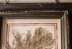 Midcentury  Italian PaintingCoral and Shells Black Wood Frame ItalianComposition