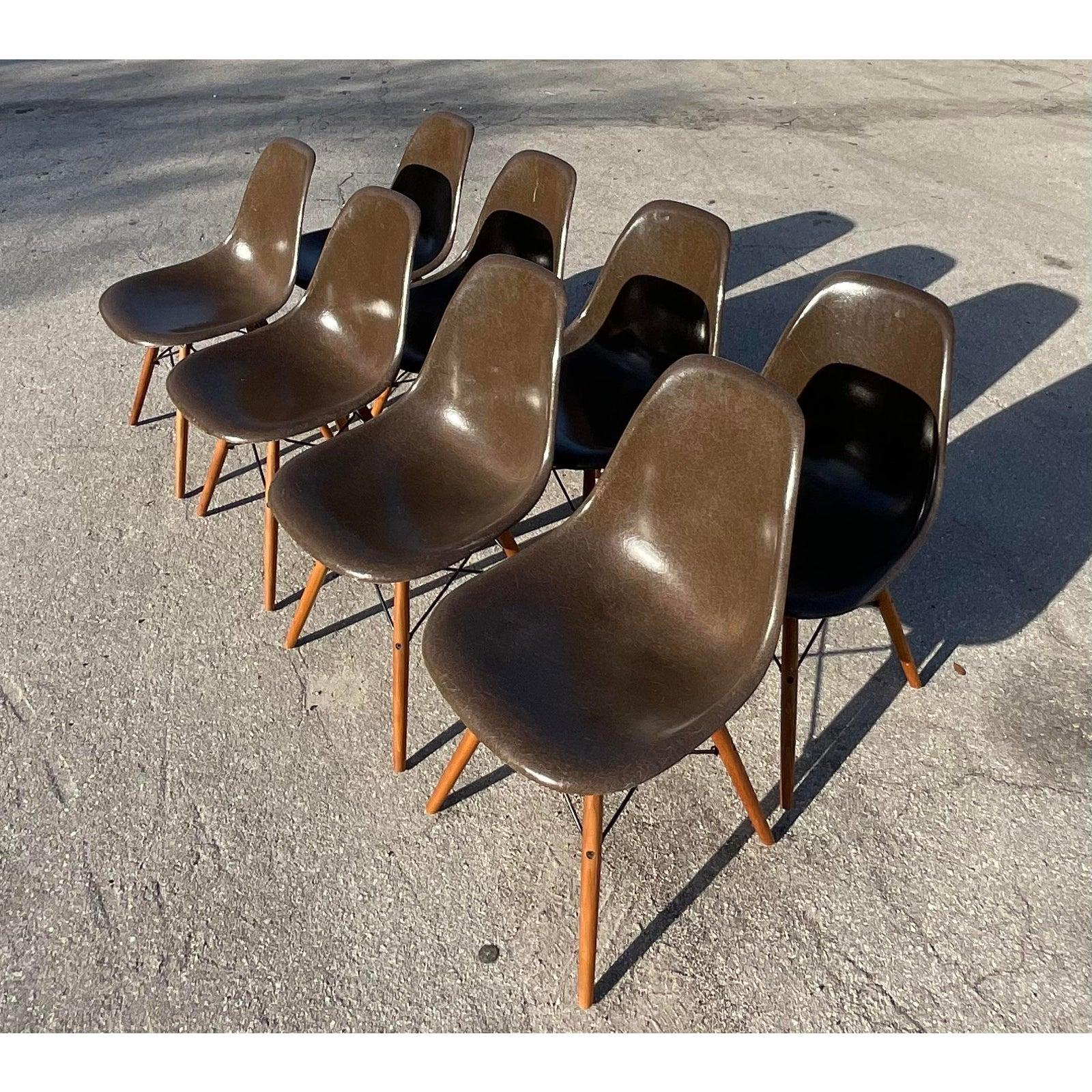 Midcentury Herman Miller DFSW Shell Dining Chairs, Set of 8 2