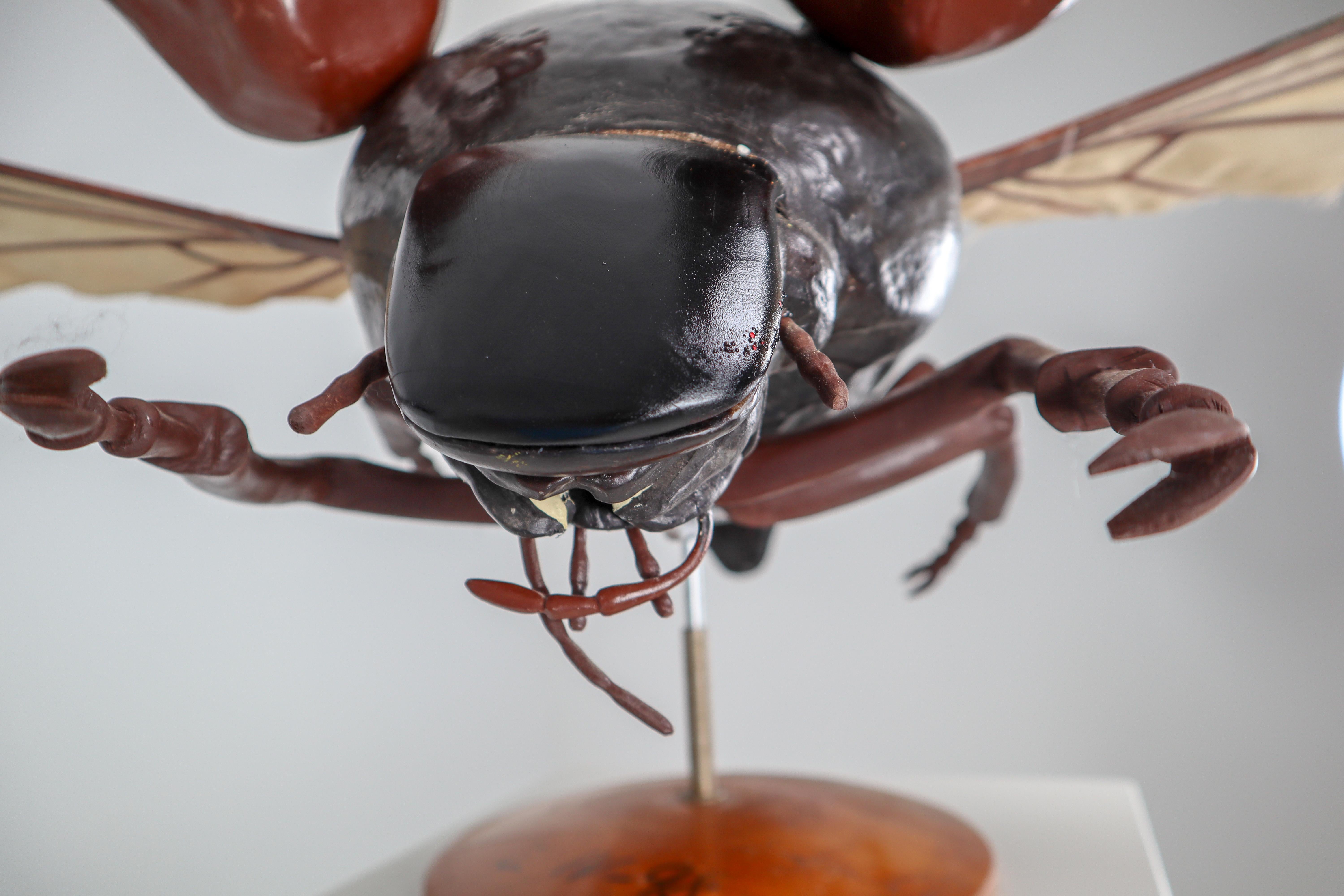 Midcentury Large Early Anatomical Model of a Flying Beetle, Praque, 1950s 4