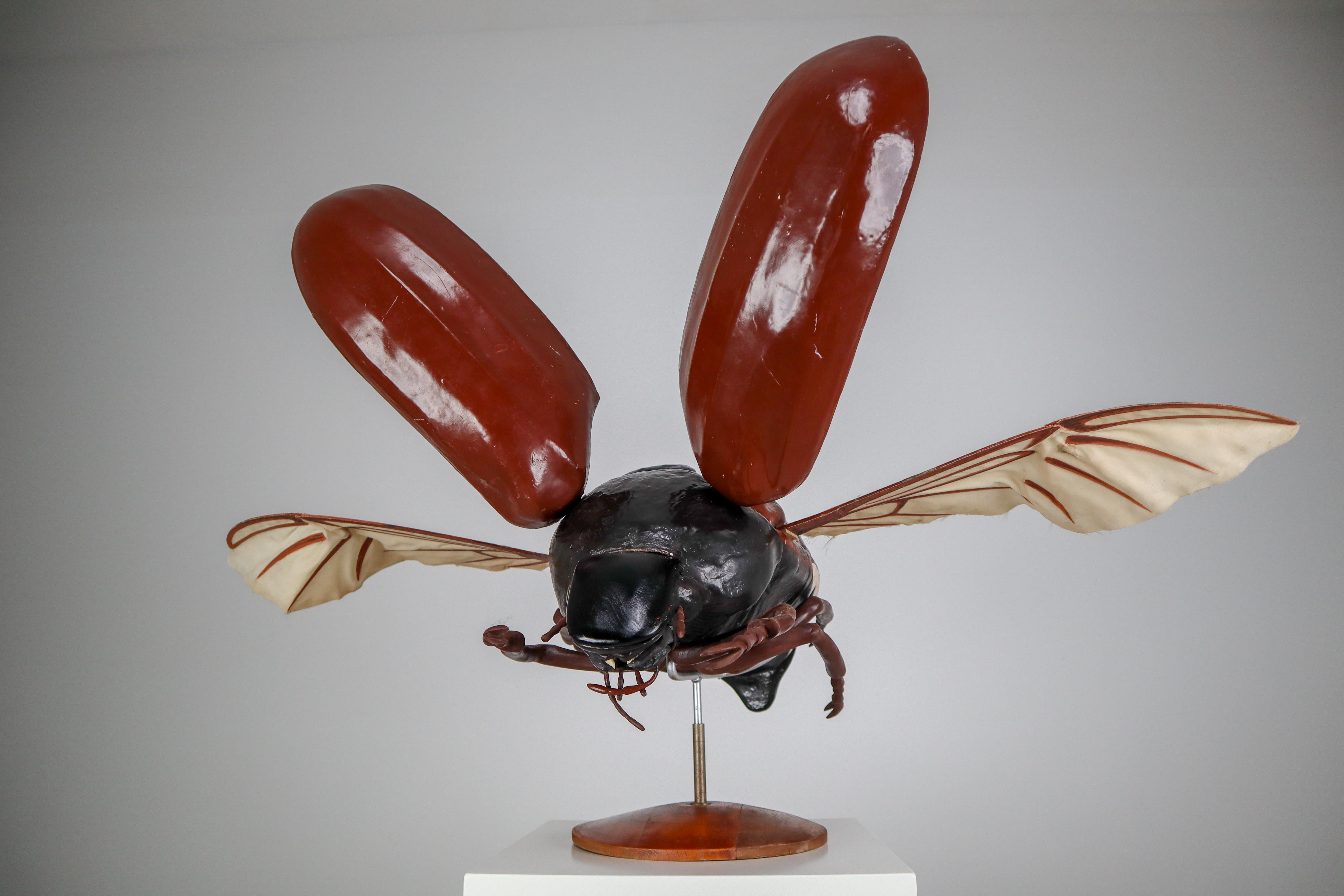 Midcentury Large Early Anatomical Model of a Flying Beetle, Praque, 1950s 6