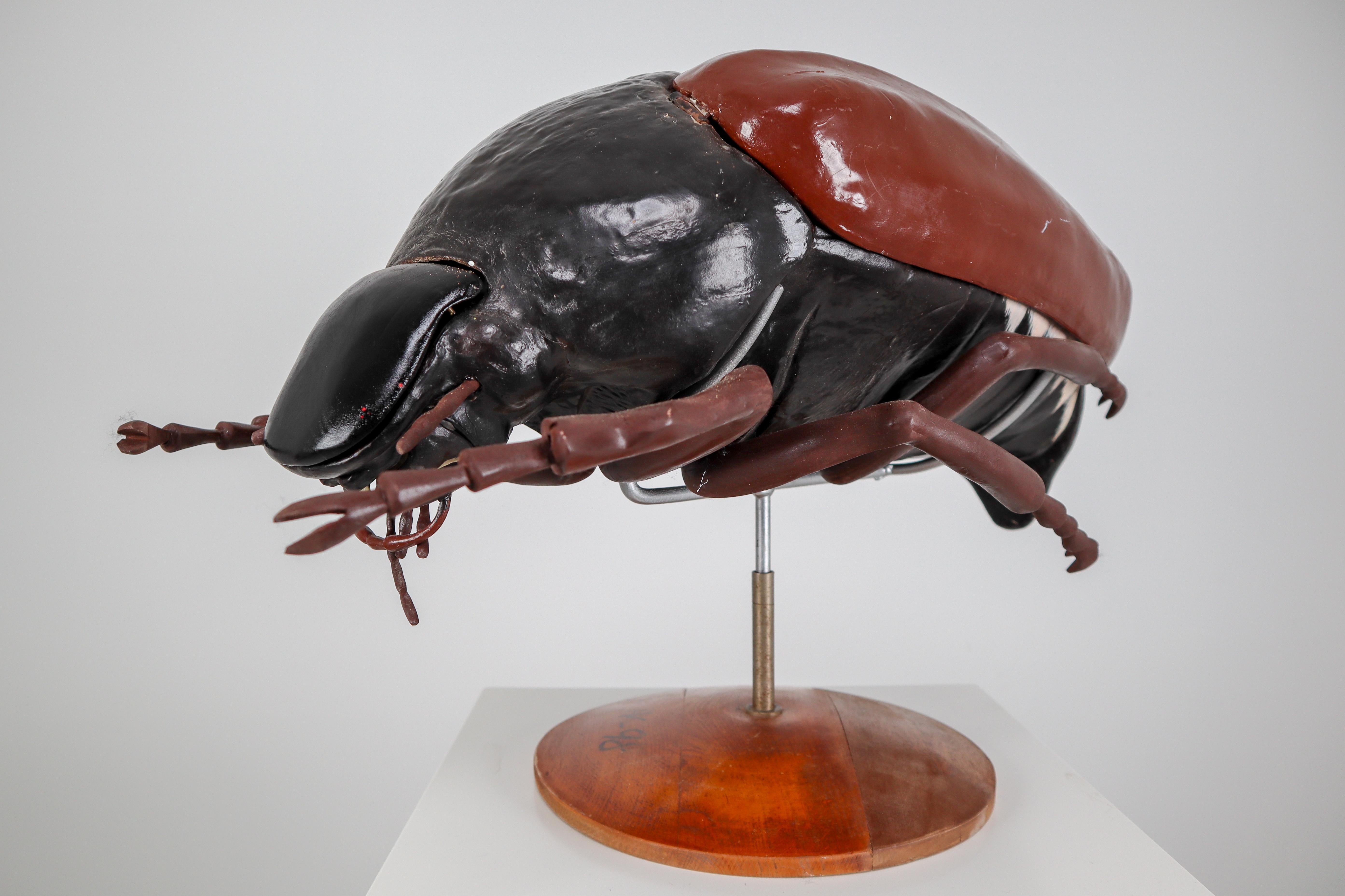 Mid-Century Modern Midcentury Large Early Anatomical Model of a Flying Beetle, Praque, 1950s