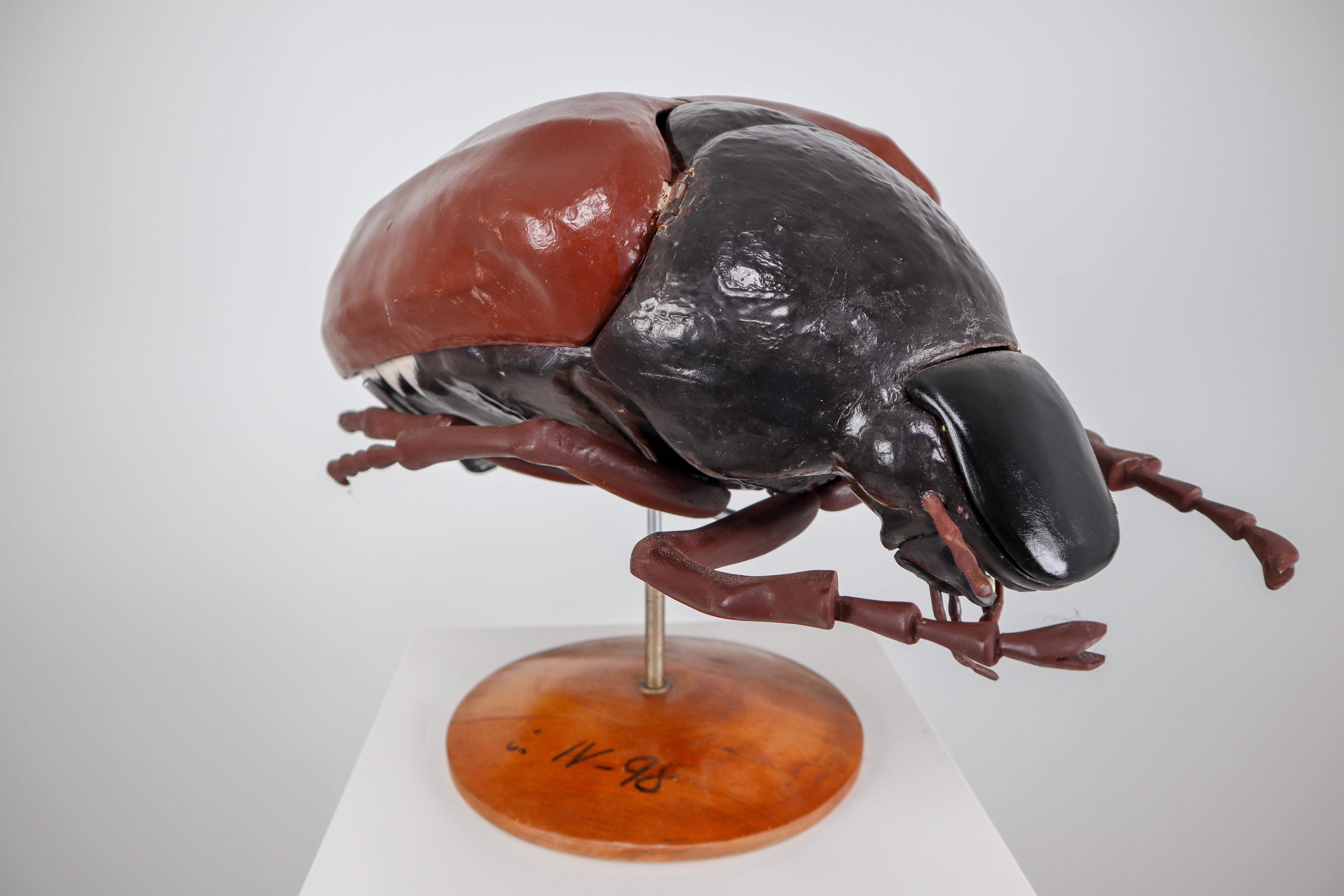 Czech Midcentury Large Early Anatomical Model of a Flying Beetle, Praque, 1950s