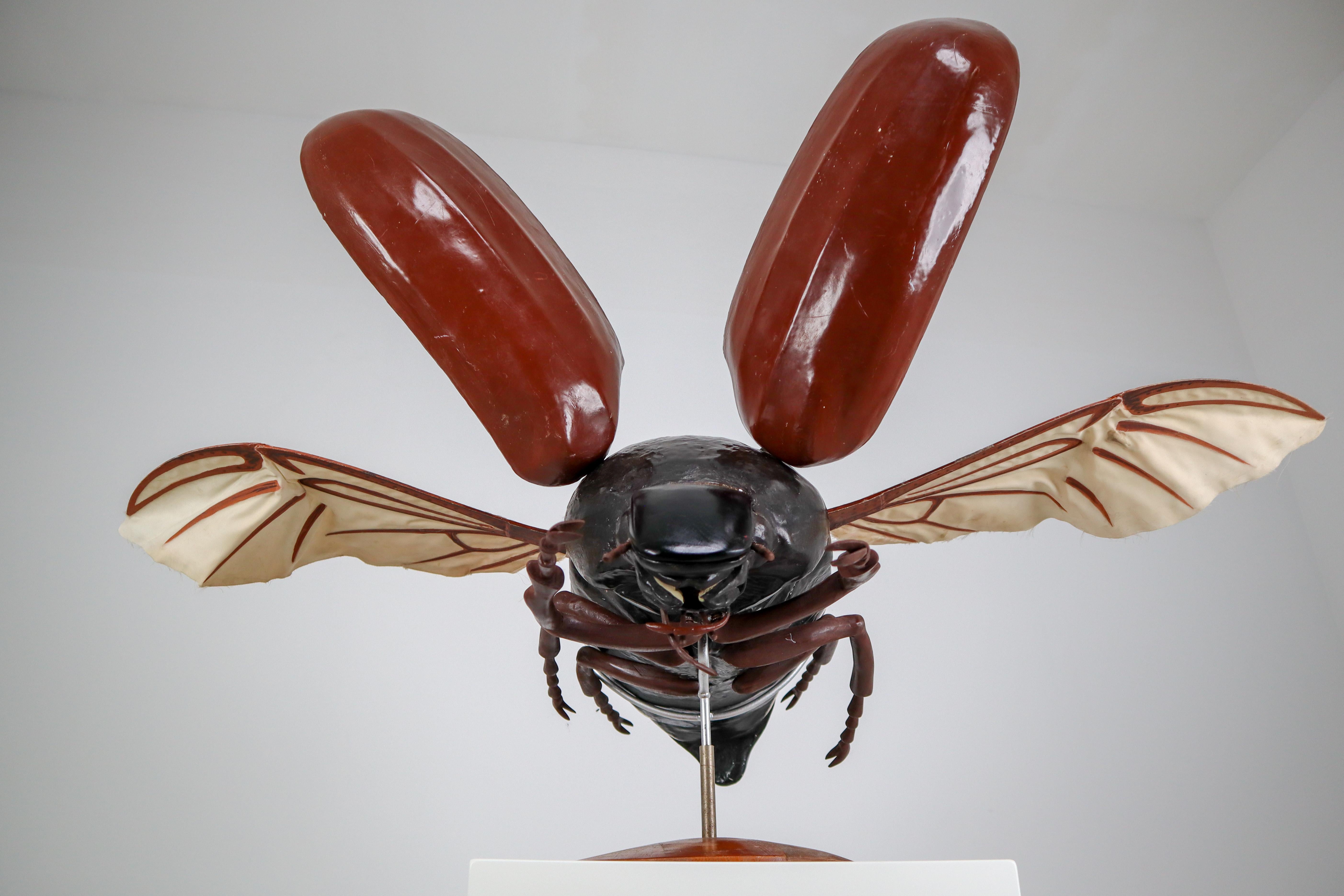 20th Century Midcentury Large Early Anatomical Model of a Flying Beetle, Praque, 1950s