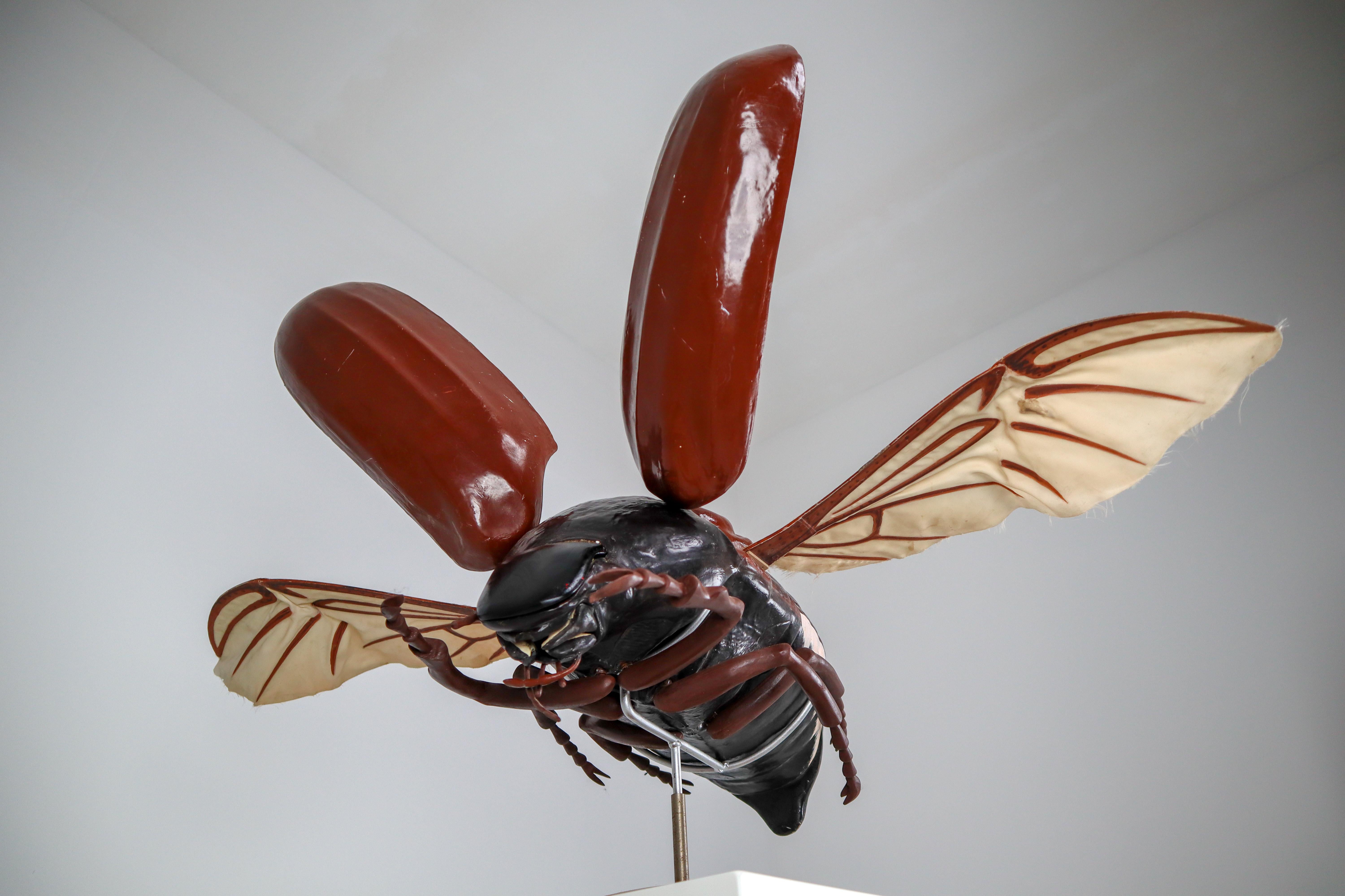 Other Midcentury Large Early Anatomical Model of a Flying Beetle, Praque, 1950s