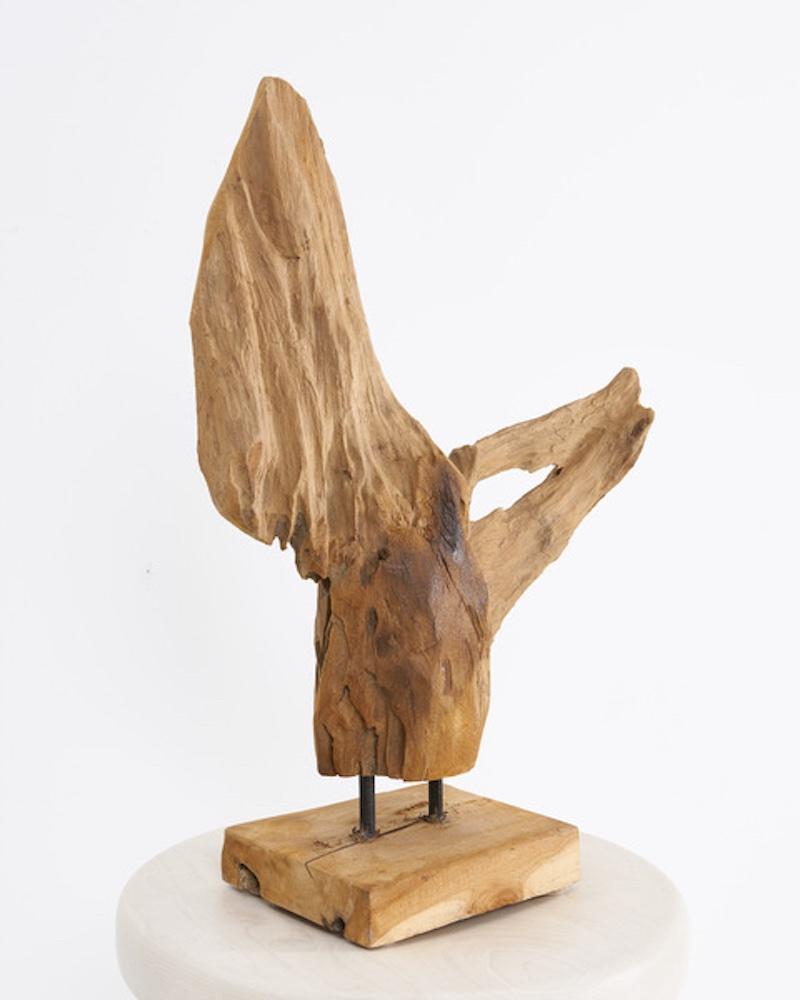 Coastal driftwood of an unknown species sourced in the mid-20th century from the Washington coastline. Mounted onto a wood stand via two blackened steel rods.