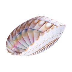 Midcentury Murano Glass Sea Shell Bowl by Furnace Ferro