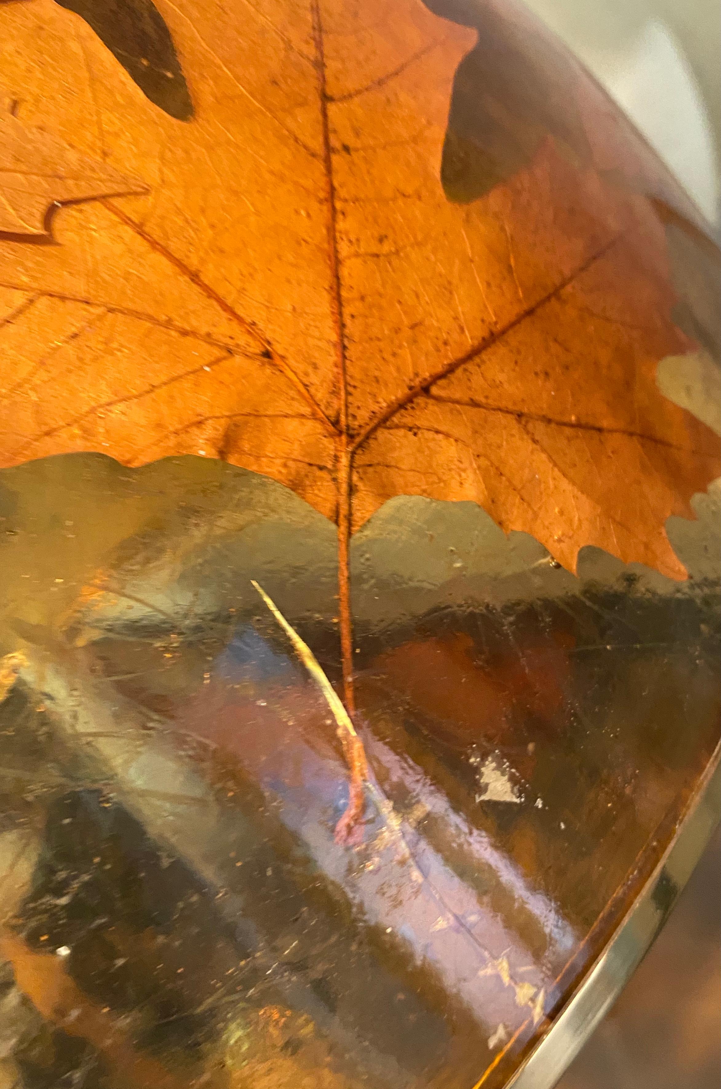 Lampada a sospensione in plexiglass del Medioevo con foglie vere, Germania, anni '60 in vendita 6