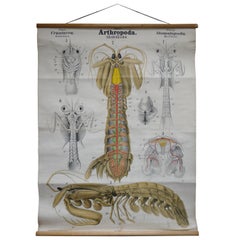 Midcentury Print, Poster, Chart of Arthropod, Crustacean, Printed in Germany