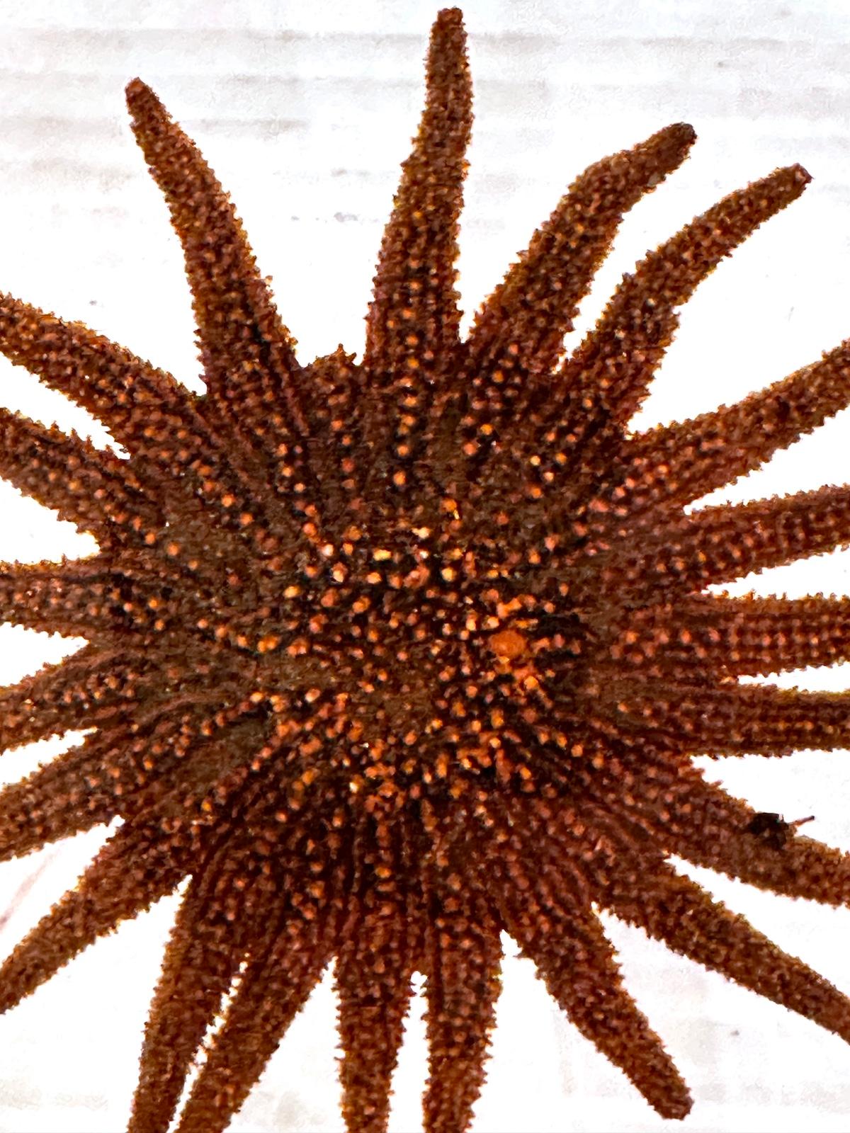 Midcentury Starfish Lamp In Good Condition For Sale In New York, NY