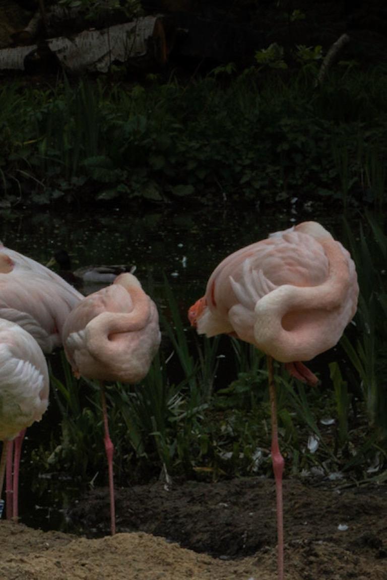 douglas flamingo