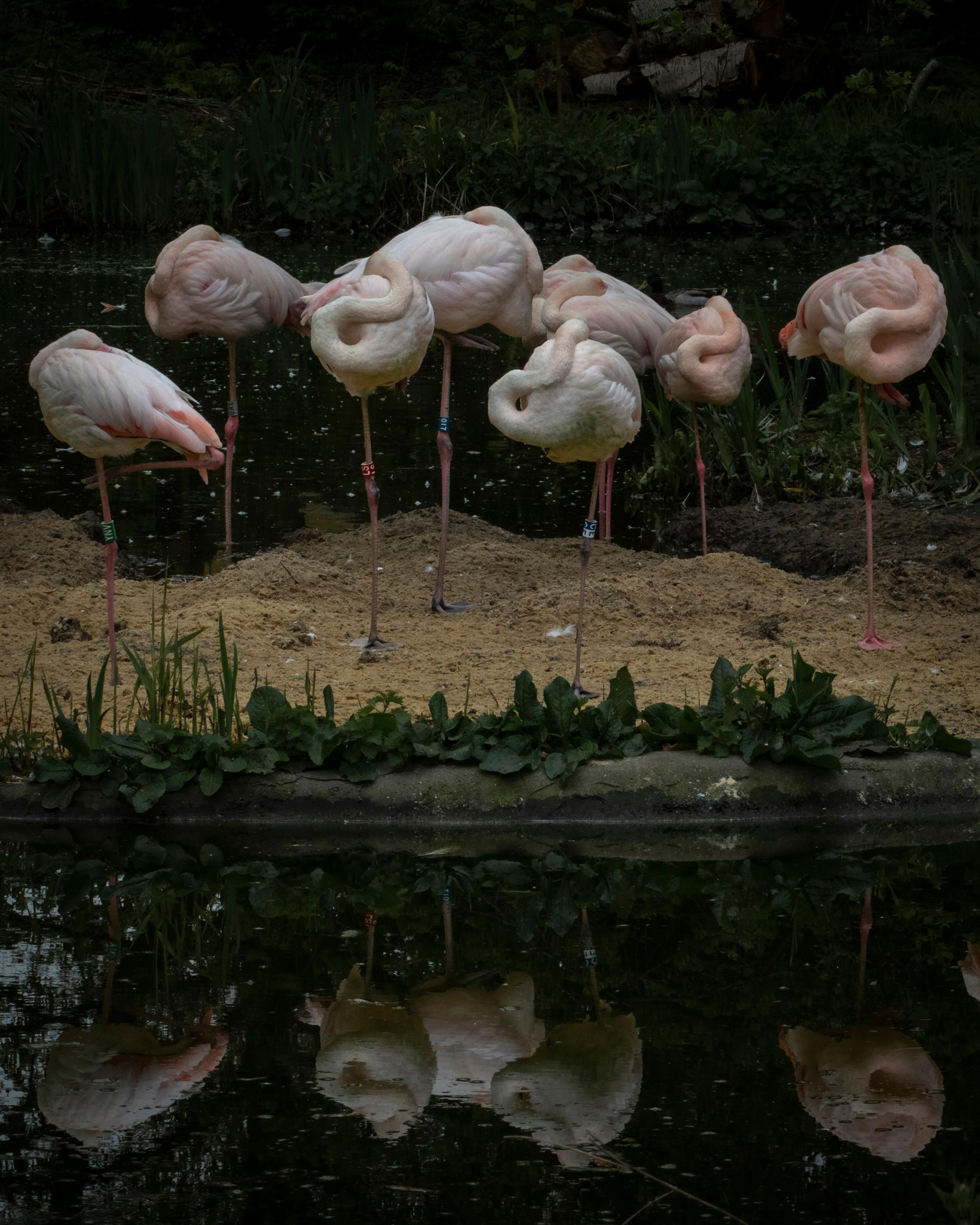 Mieke Douglas Figurative Photograph - Flamingo Pops