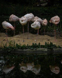 Flamingo Pops, Kunstfotografie der preisgekrönten Künstlerin Mieke Douglas