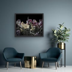 Tulip Tango fine art photography floral inspired by award winning Mieke Douglas