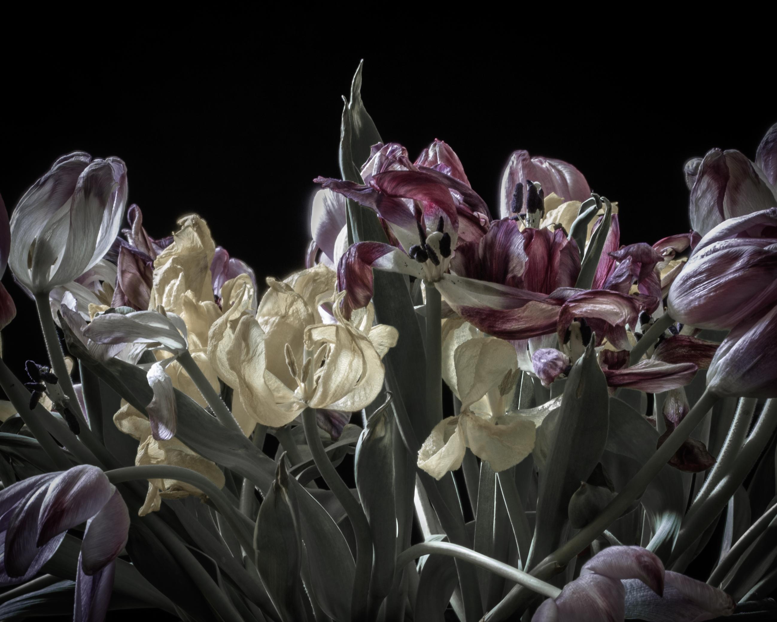 Mieke Douglas Still-Life Photograph - Tulip Tango