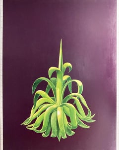 Planta Agave Ref. 96028 and Trichocereus