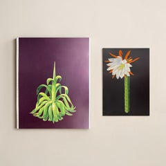 Agavenpflanze, Art.-Nr. 96028, und Trichocereus