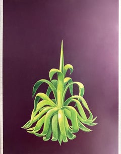 Planta Agave. Ref. 96028