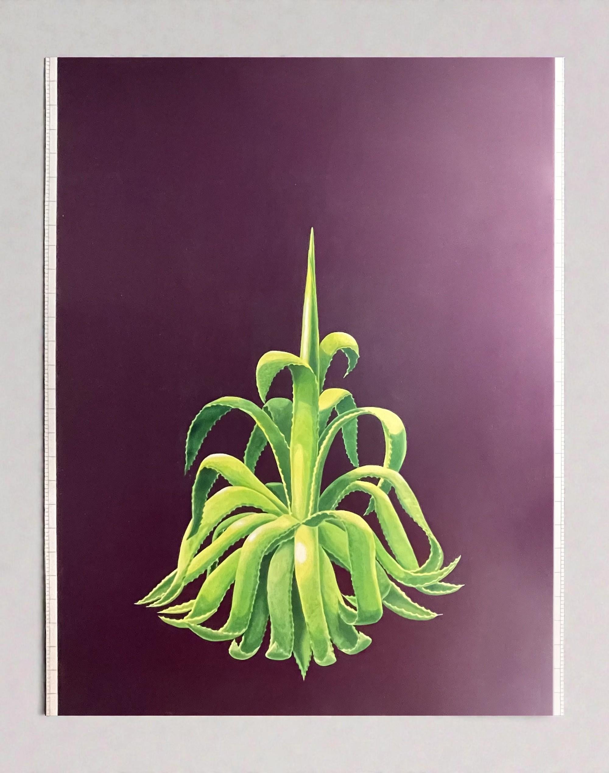 Still-Life Painting Miguel Angel Ríos - Planta Agave. Réf. 96028