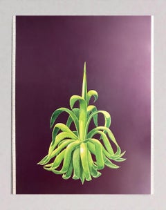 Planta Agave. Réf. 96028