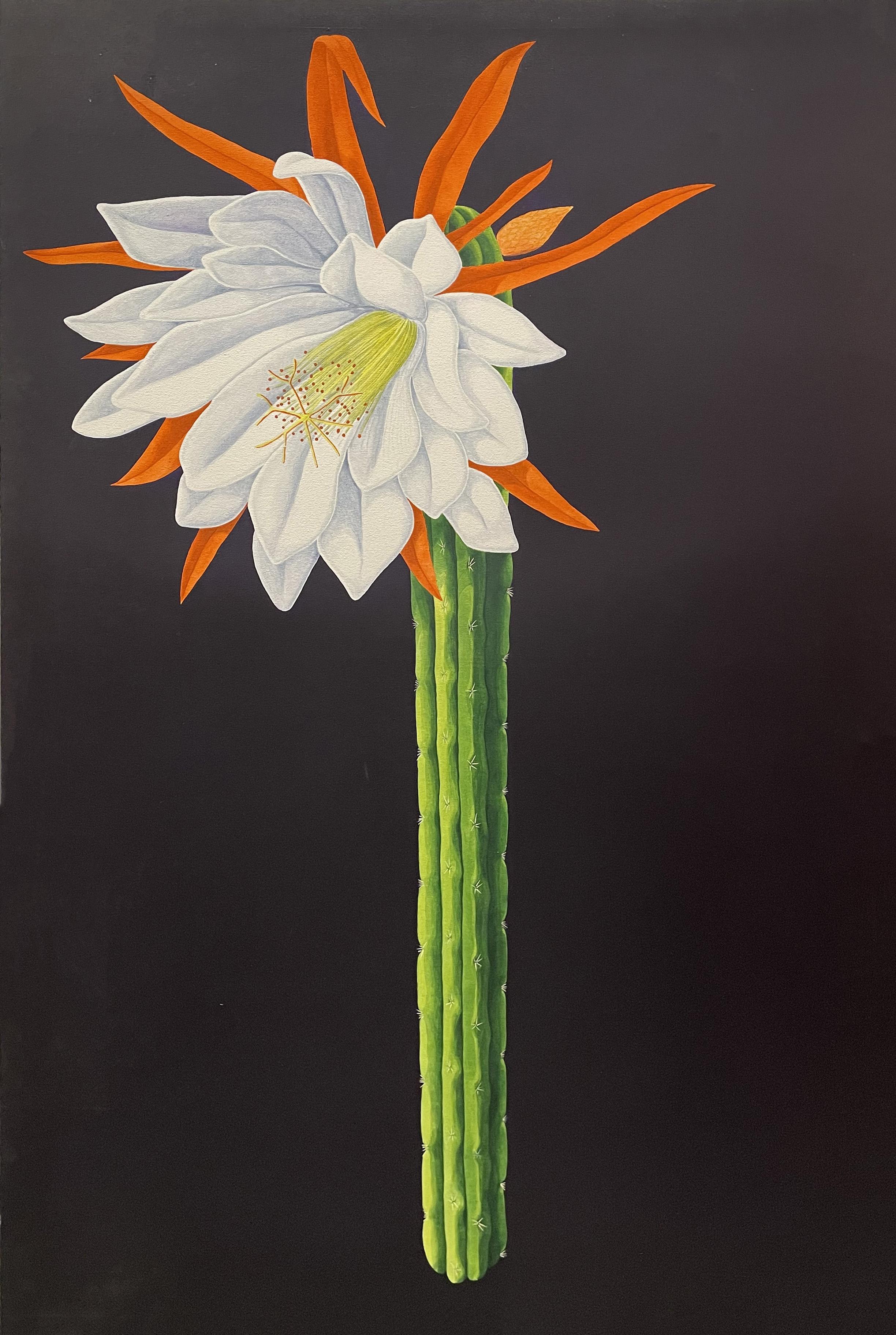 Miguel Angel Ríos Still-Life Painting – Trichocereus