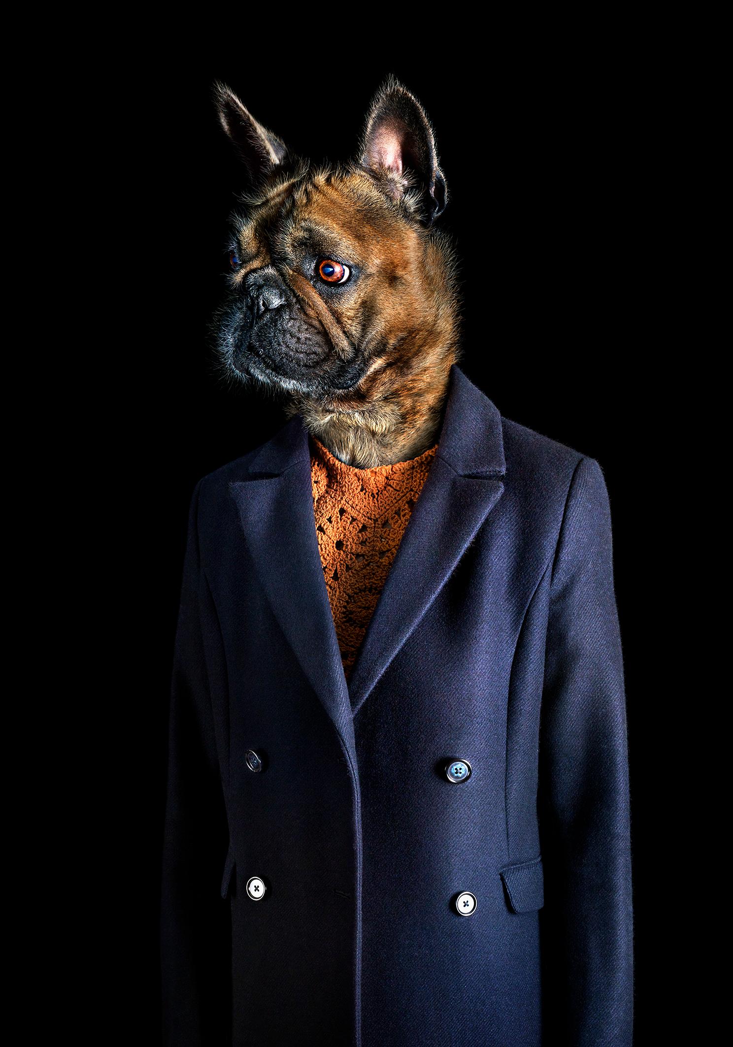 Miguel Vallinas Color Photograph - No.28 - Dog Dressed in a Blue Jacket, Dark, Portrait of a Dog