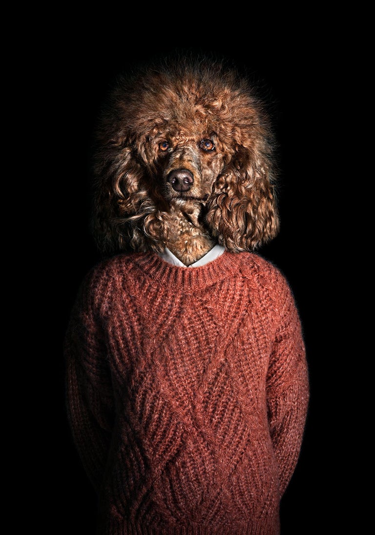 Miguel Vallinas - No.30 Winnie- Dog Dressed in a Brown Clothes, Dark,  Portrait, Curly, Haired Dog For Sale at 1stDibs | brown curly hair dog