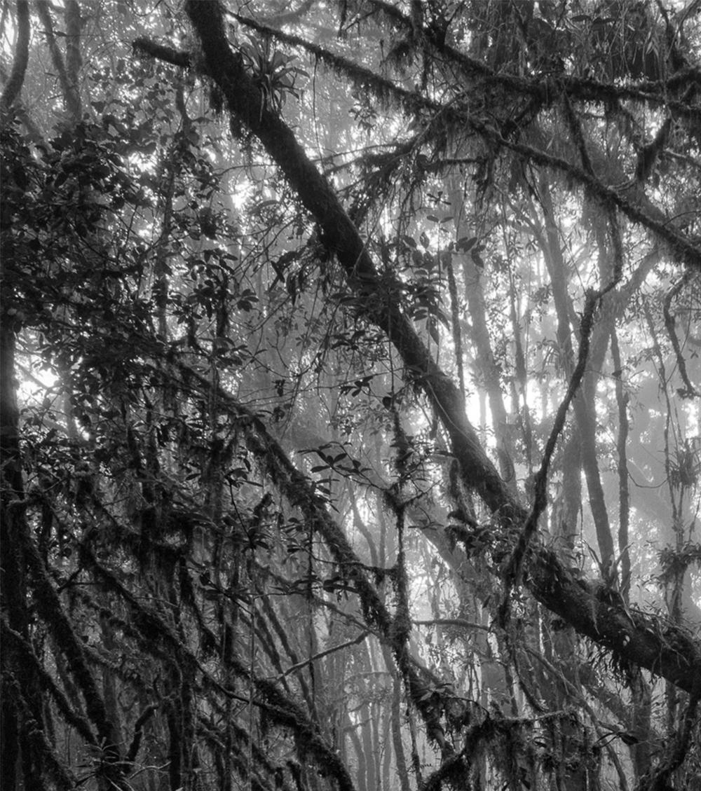Bosque Alto-Andino Charrascal, Impresiones en pigmento - Photograph de Miguel Winograd 