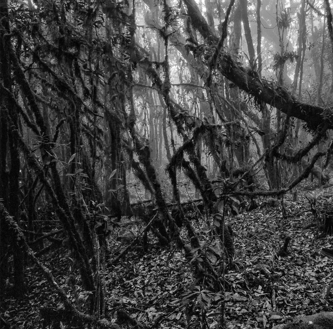 Bosque Alto-Andino Charrascal, Impresiones en pigmento - Photograph Naturalista de Miguel Winograd 
