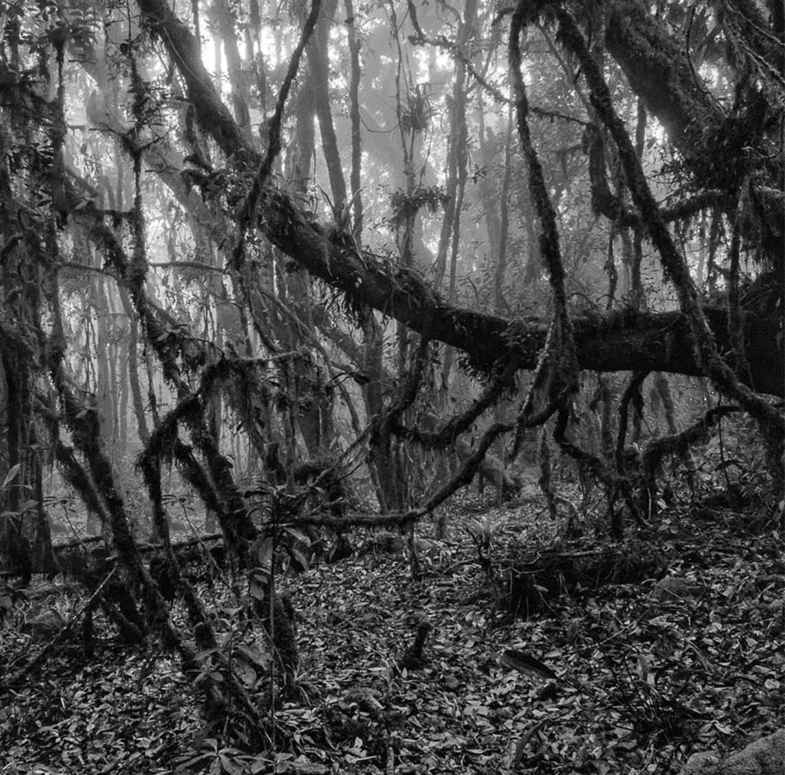 Bosque Alto-Andino Charrascal, Impresiones en pigmento - Landscape Photograph Negro de Miguel Winograd 