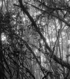 Bosque Alto-Andino Charrascal, Silver Gelatin Print