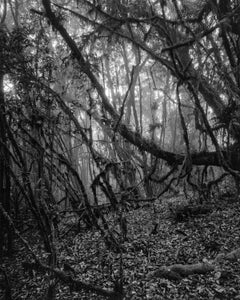 Bosque Alto-Andino Charrascal, imprimé gélatino-argentique