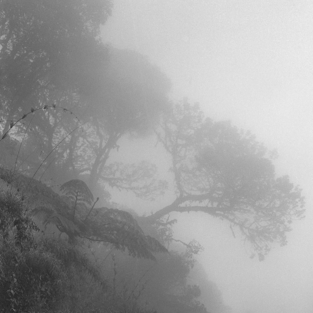 Bosque Alto Andino Chingaza. Pigmentdruck – Photograph von Miguel Winograd 