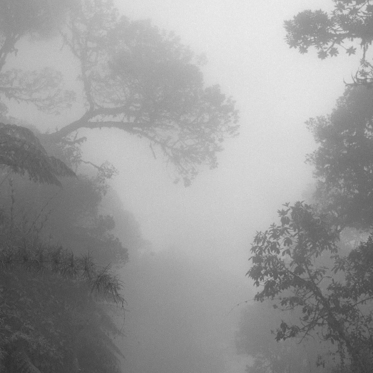 Bosque Alto Andino Chingaza. Pigmentdruck (Naturalismus), Photograph, von Miguel Winograd 