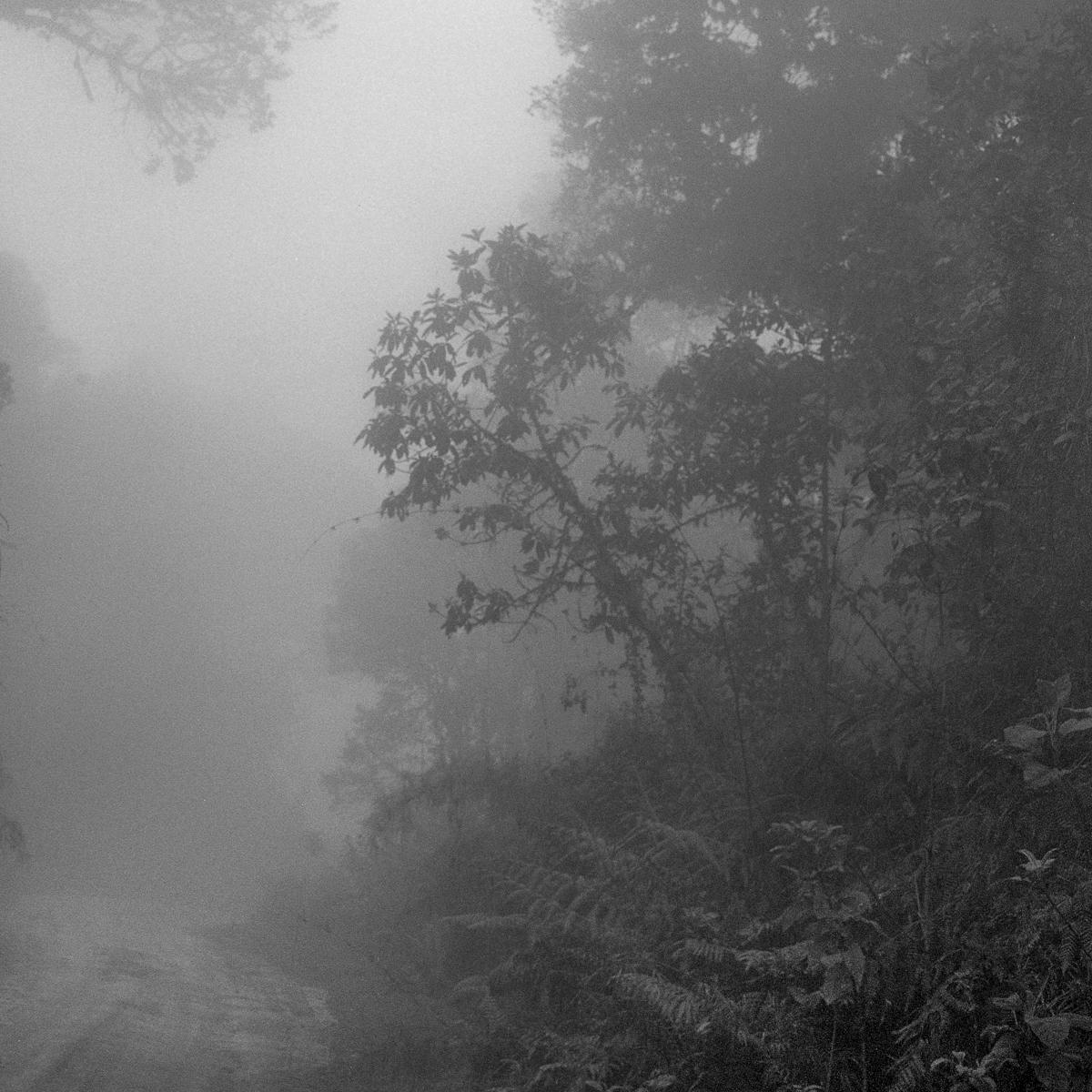 Bosque Alto Andino Chingaza. Pigmentdruck (Grau), Landscape Photograph, von Miguel Winograd 