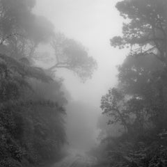 Bosque Alto Andino Chingaza, Silver Gelatin Print