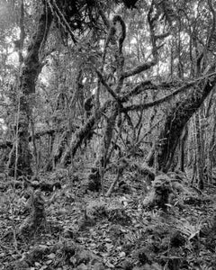 Bosque Alto-Andino II - Charrasque, estampes pigmentaires