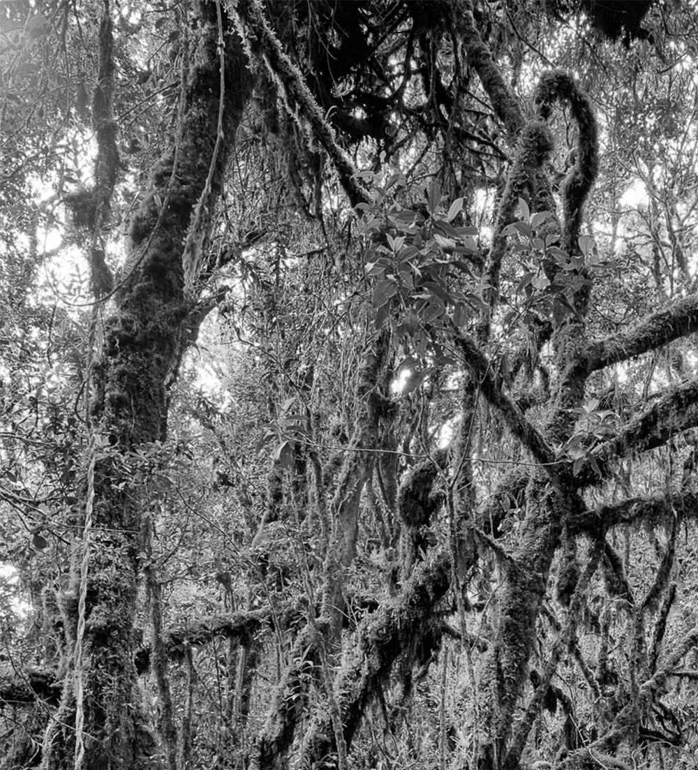 Bosque Alto-Andino II Charrascal, Silver Gelatin Print - Photograph by Miguel Winograd 