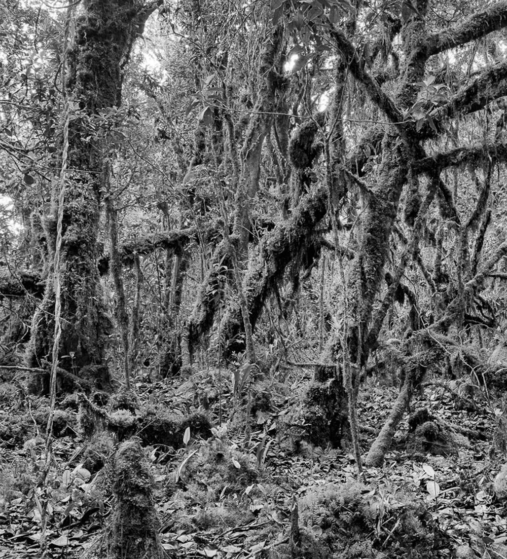 Bosque Alto-Andino II Charrascal, Impresión en gelatina de plata - Black and White Photograph Negro de Miguel Winograd 