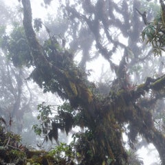 Bosque Alto Andino II Vélez. Impresión pigmentada