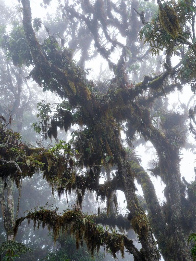 Bosque Alto Andino Vélez et Andino II. Diptyque - Naturalisme Photograph par Miguel Winograd 