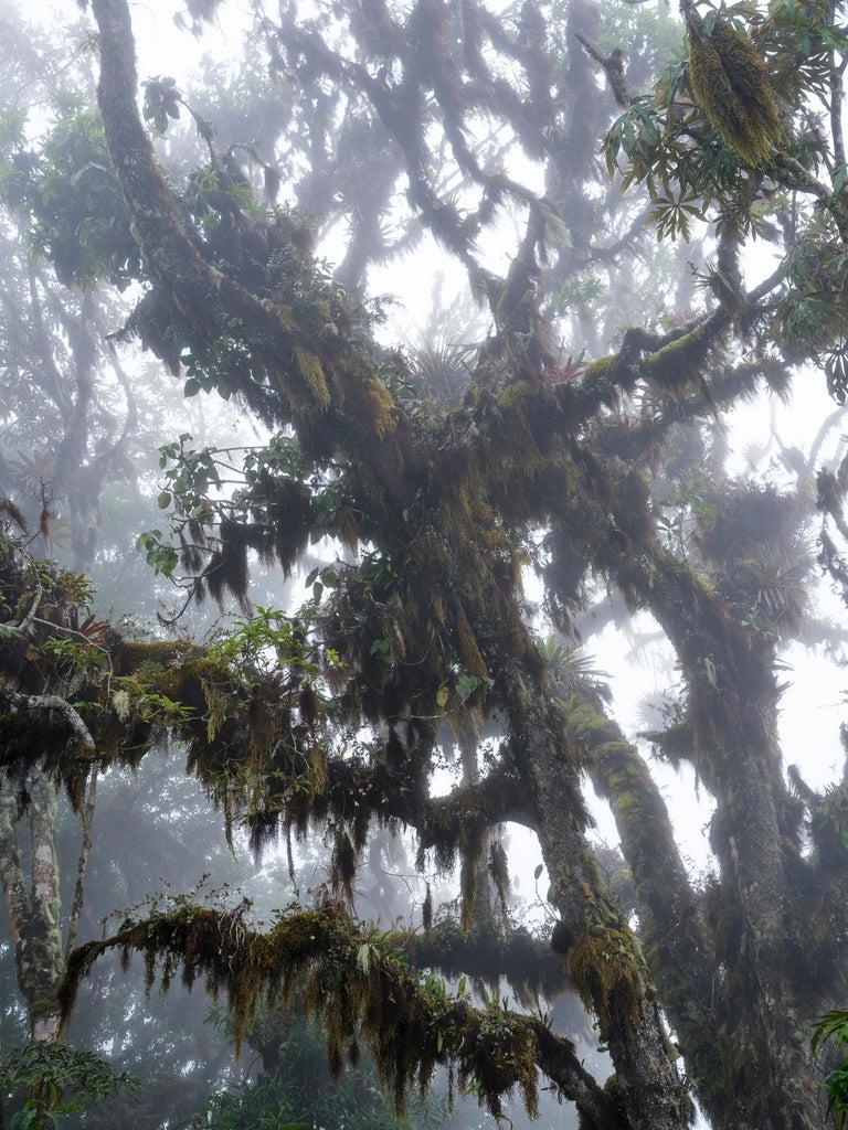 Bosque Alto Andino Vélez und Andino II. Diptychon (Naturalismus), Photograph, von Miguel Winograd 