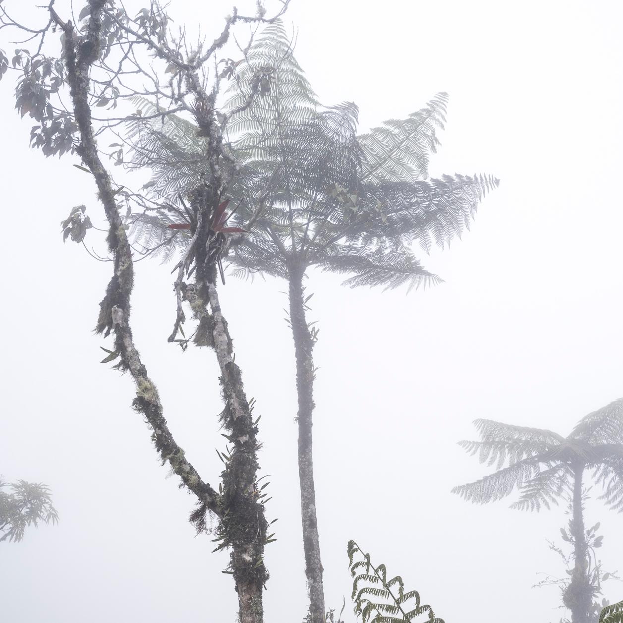 Bosque Alto Andino Vélez und Andino II Diptychon, 2022 von Miguel Winograd 
Aus der Serie 